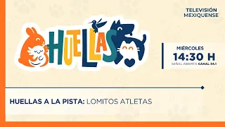 Pawprints 08/19/2026