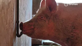 Science that Connects: Pig Farms
