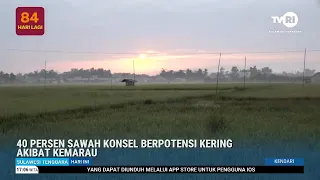 40 PERSEN SAWAH KONSEL BERPOTENSI KERING AKIBAT KEMARAU
