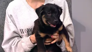 Petline9 | Meet Frida & her puppies, Michelangelo & Miss Van Gogh!