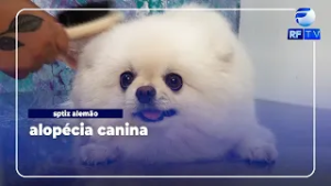 Como manter os pelos dos Sptiz Alemão macios e saudáveis?