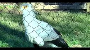 What's happening at the Birmingham Zoo