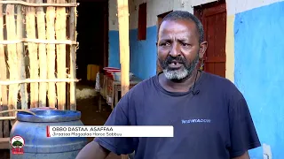 Taliila || Bishaan Magaala Haroo Sabbuu akkamiin deebi'e?