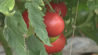 Agroperspektiva - emisija o poljoprivredi