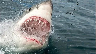 Australian paddleboarder saves woman from shark attack while training for championship | ChicagoLIVE