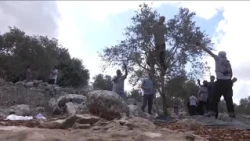 الضفة الغربية.. موسم قطاف الزيتون تحت وطأة اعتداءات المستوطنين • فرانس 24 / FRANCE 24