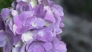 A cooling symphony of cascading water and spray… Hydrangeas begin to bloom at Kotaki Falls, a vil...