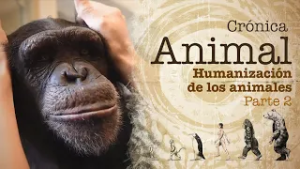 Crónica animal | Ep. 10: Humanización de los animales. Parte dos