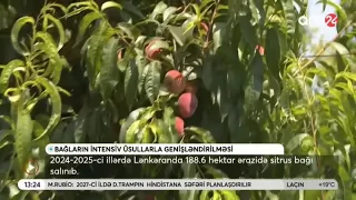 Lənkəranda intensiv meyvə bağlarının 1500 hektara çatdırılması hədəflənir