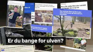 Ulveland (1:3) | Ulven splitter Oksbøl - Borgermødet der eksploderede!