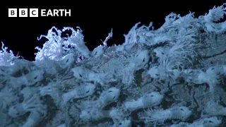 Extraordinary Insect Emergence at Night | BBC Earth