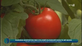 Toka - Mamusha eksporton mbi 6 milionë kilogramë domate në sezon 13.08.2026