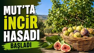Fig harvest has begun in Mut @Kanal33mersin