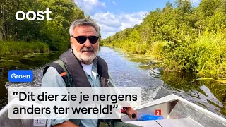 Park Ranger Egbert spots 'Dutch panda' in the Weerribben | RTV Oost