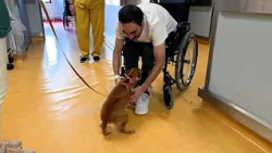 Un hospital de Portugal permite la visita de mascotas en las salas