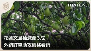 Hualien Pomelo Yield Drops by 30%, Export Orders Boost Prices ｜Daily News Highlights｜Indigenous P...