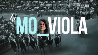 MO...VIOLA 16-08-2026
