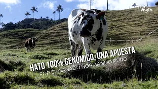 100% Genomic Herd, a Commitment to Purebred Normande Cattle - TvAgro by Juan Gonzalo Angel