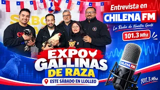 03 SEP 2026 Primera exposición de gallinas de raza se realizará este sábado en Llolleo