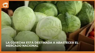 Cabbage production reached 6.4 million in September