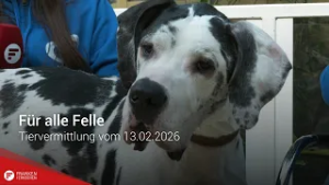 Tiervermittlung: Für alle Felle vom 13.02.2026