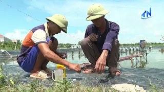 Tây Ninh: Ứng dụng công nghệ nâng hiệu quả nuôi tôm