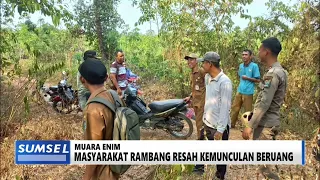 SOUTH SUMATRA TODAY - RAMBANG RESIDENTS UNEASY OVER BEAR SIGHTING