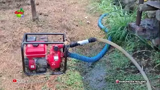 KURANG AIR, HASIL PANEN JERUK TURUN