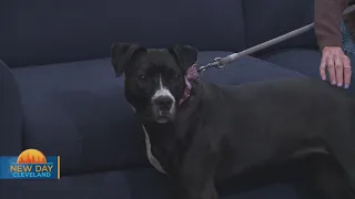 New Day Cleveland: Kind Paws Rescue