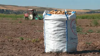 Heatwave forces shift in Madrid's potato harvest