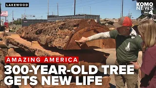 350-year-old Lakewood tree gets new life