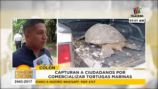 Citizen detained for trafficking sea turtles in Colón