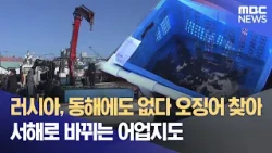 No Squid in Russia or the East Sea: Fishing Grounds Shifting to the West Coast (10/09/2026/News D...