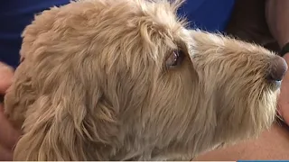 Lancaster County dog nominated for National Hero Dog award