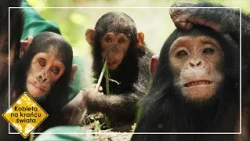 Kłusownicy zabili matki młodych szympansów! W nocy śnią im się koszmary 💔 | Kobieta na krańcu świata