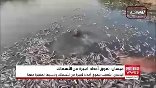 نفوق جماعي للأسماك في ميسان يثير مخاوف بيئية وسط مطالبات بزيادة الإطلاقات المائية