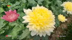 HIGH DEMAND FOR CUT FLOWERS, SUPPLIES RUNNING LOW