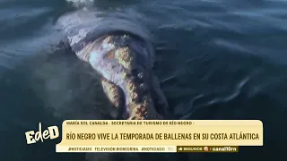 Río Negro experiences whale watching season on its Atlantic Coast