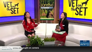 Vet on the Set: Cat asthma