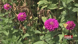 Recent rain helps parts of KELOLAND