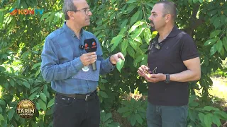 Agriculture Academy Episode 4 July 29, 2026 Cherry Cultivation