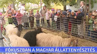 Fókuszban a magyar állattenyésztés