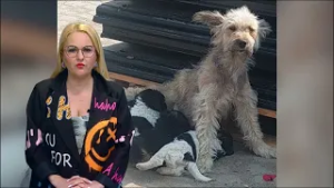 Câinii fără stăpân au devenit un business?