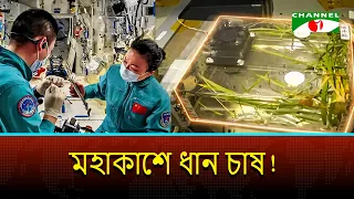মহাকাশে ধান চাষ করে নতুন ইতিহাস গড়ল চীন