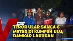 TEROR ULAR SANCA 6 METER DI KUMPEH ULU, DAMKAR LAKUKAN EVAKUASI