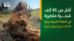 أكثر من 45 ألف شجرة متضررة في الضفة الغربية بينها 26 ألف شجرة زيتون مثمرة