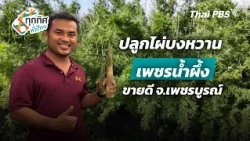 Growing Phet Nam Phueng Sweet Bamboo for High Profit in Phetchabun | Thai News Across the Nation
