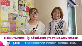 Punch, puiul de macac care a cucerit internetul, a împlinit un an: mii de felicitări la zoo