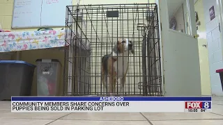 Asheboro community members concerned about puppies being sold in parking lot
