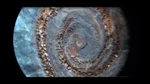 LABORATORIOS 2021: Capítulo 2, Registro Fósil